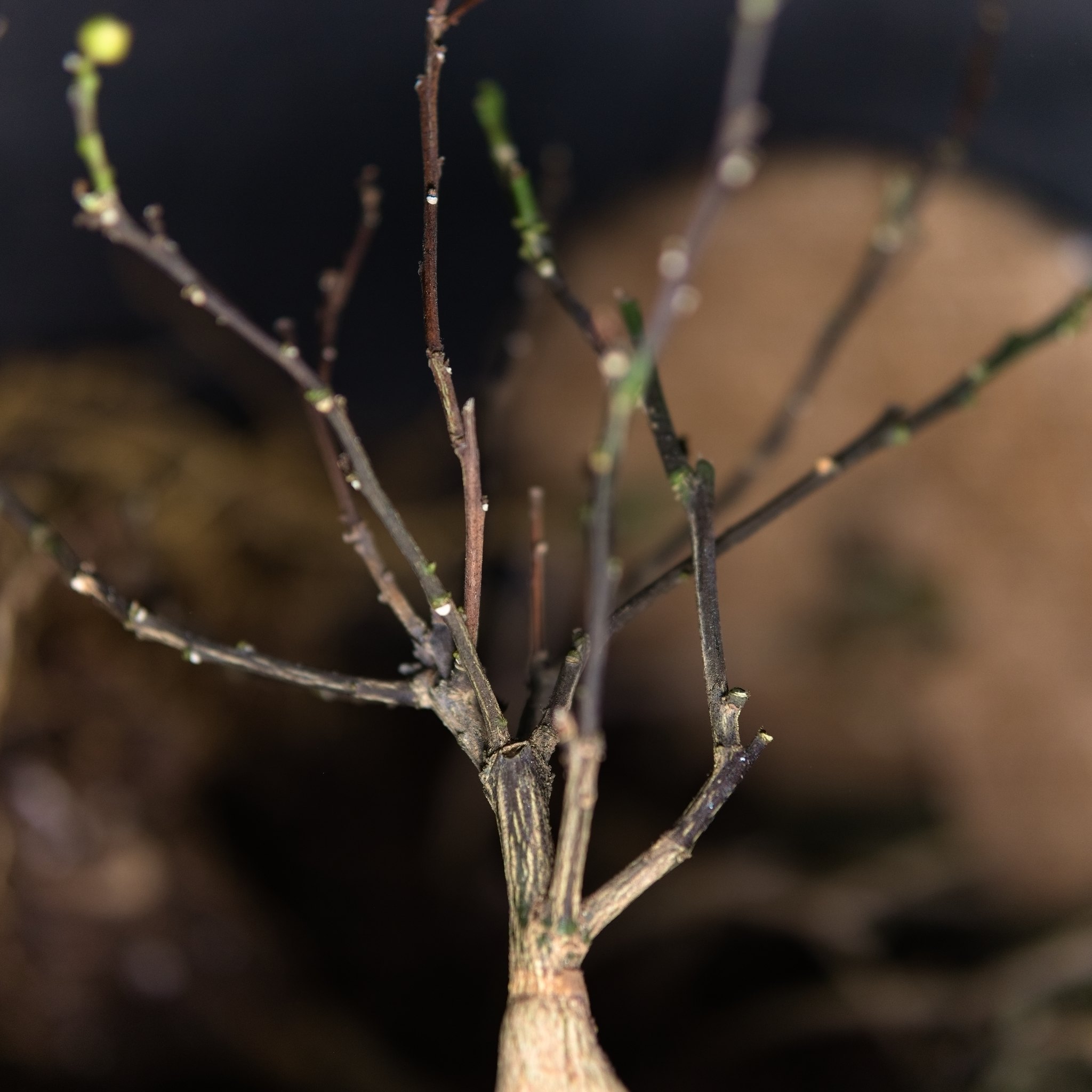 A fully leafless canopy.